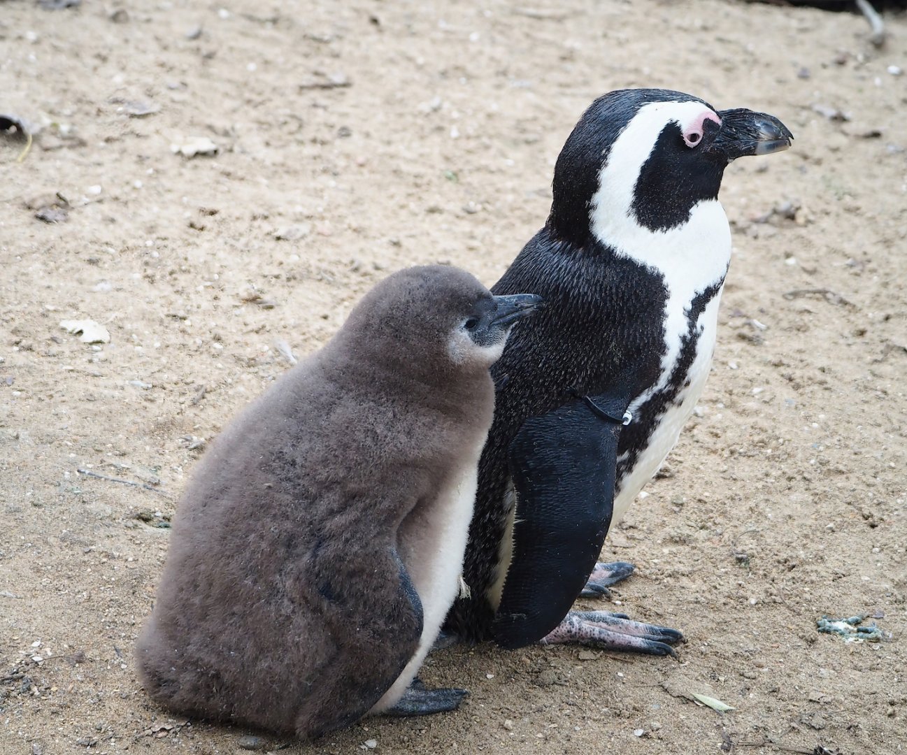 African penguin (Spheniscus demersus) with chick, 2023-10-13