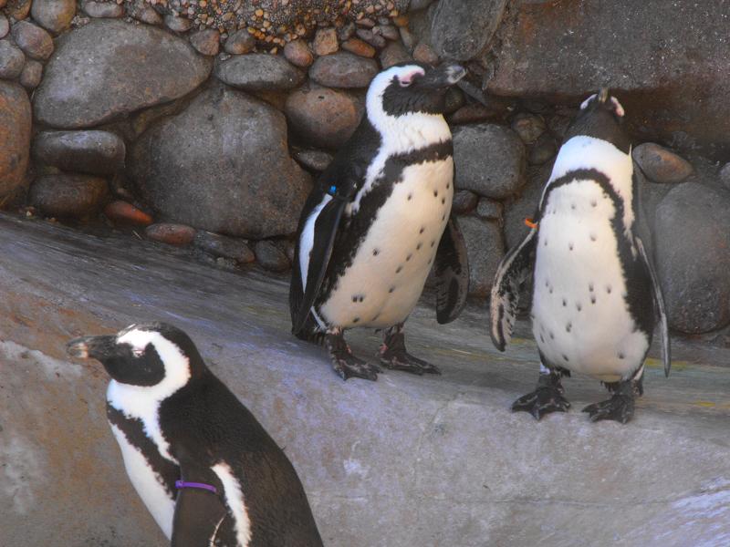 African Penguin (Spheniscus demersus)
