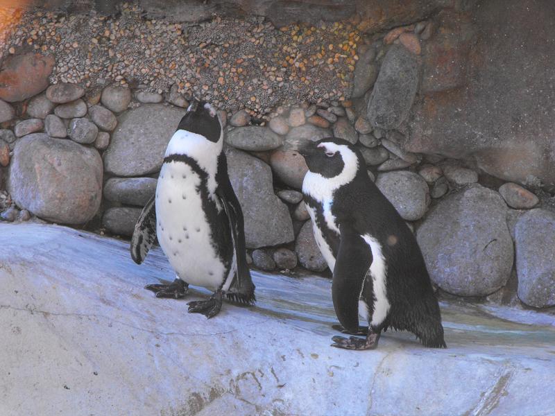 African Penguin (Spheniscus demersus)