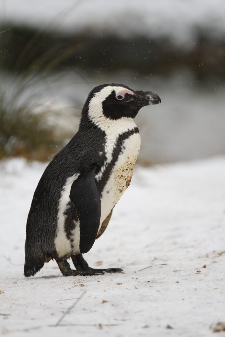African penguin (Spheniscus demersus)