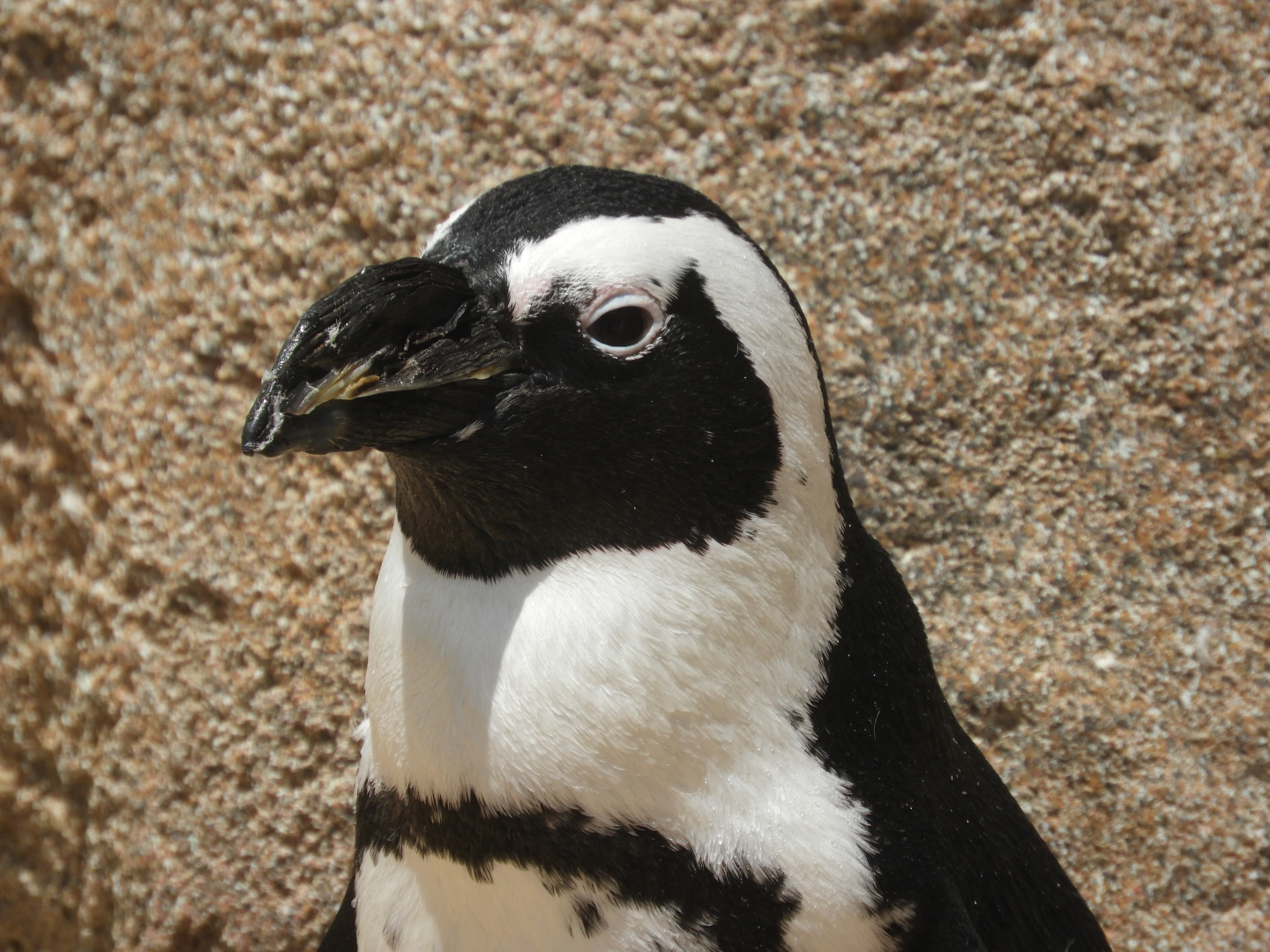 African Penguin (Spheniscus demersus)