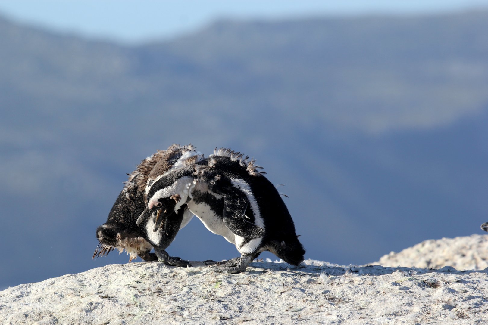African penguin (Spheniscus demersus)