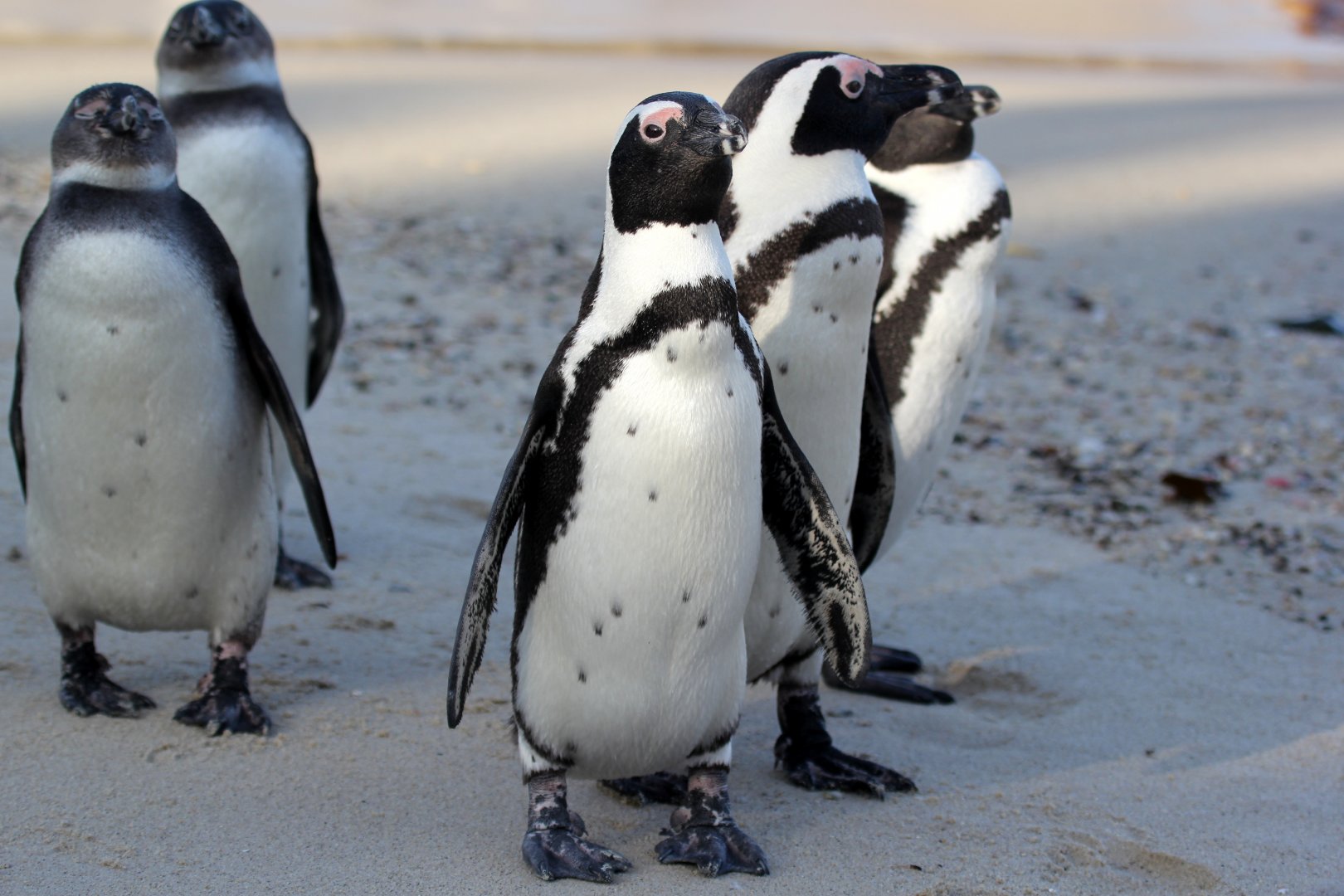 African penguin (Spheniscus demersus)