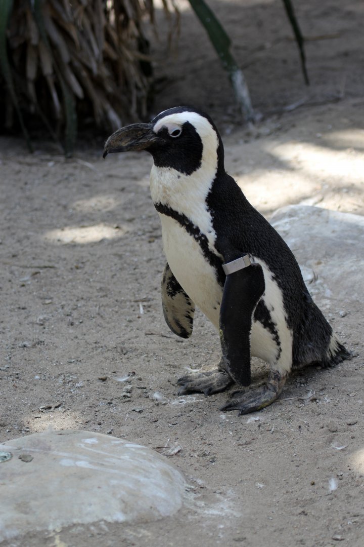 African penguin (Spheniscus demersus)
