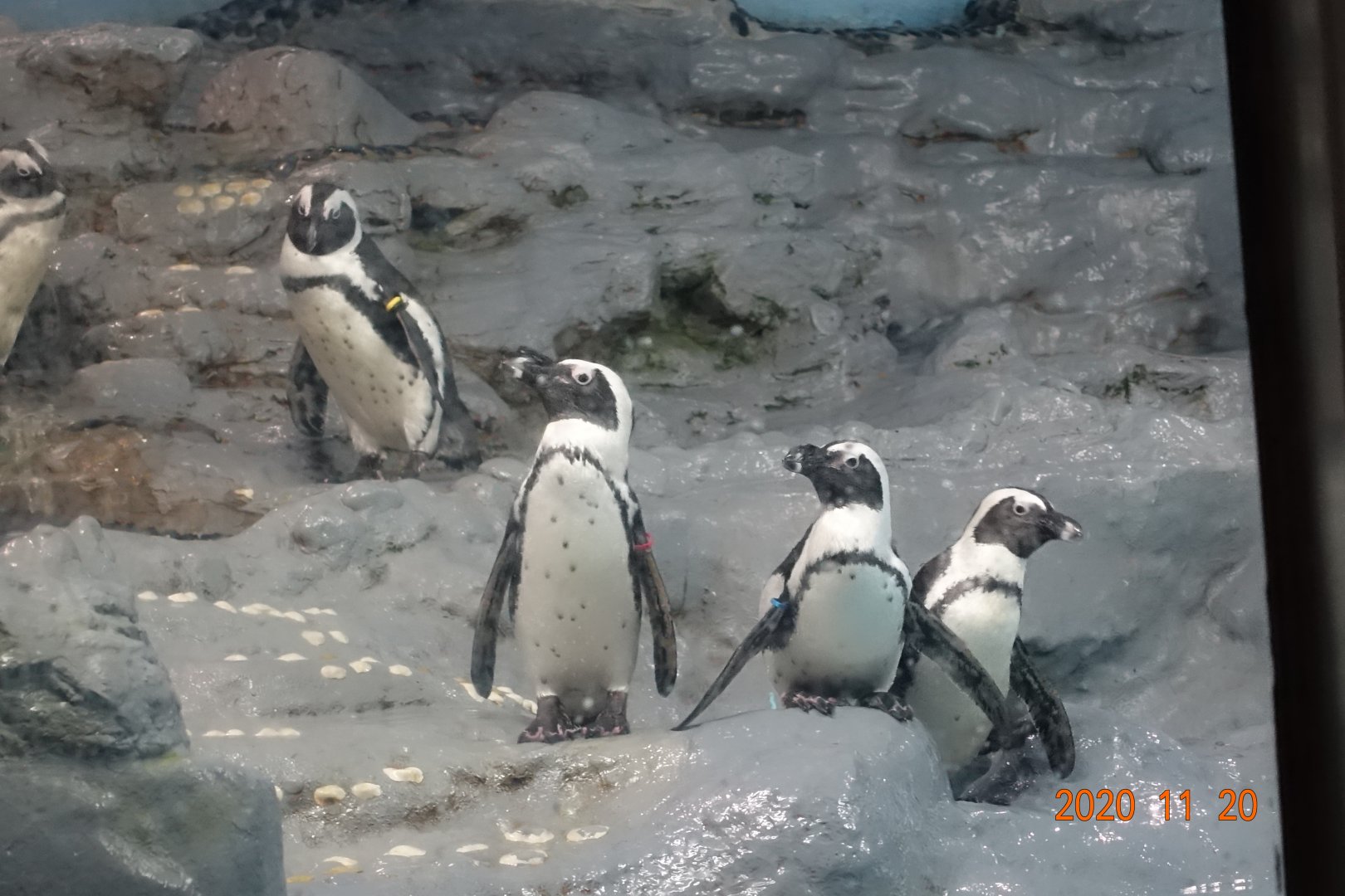 African Penguin (Spheniscus demersus)