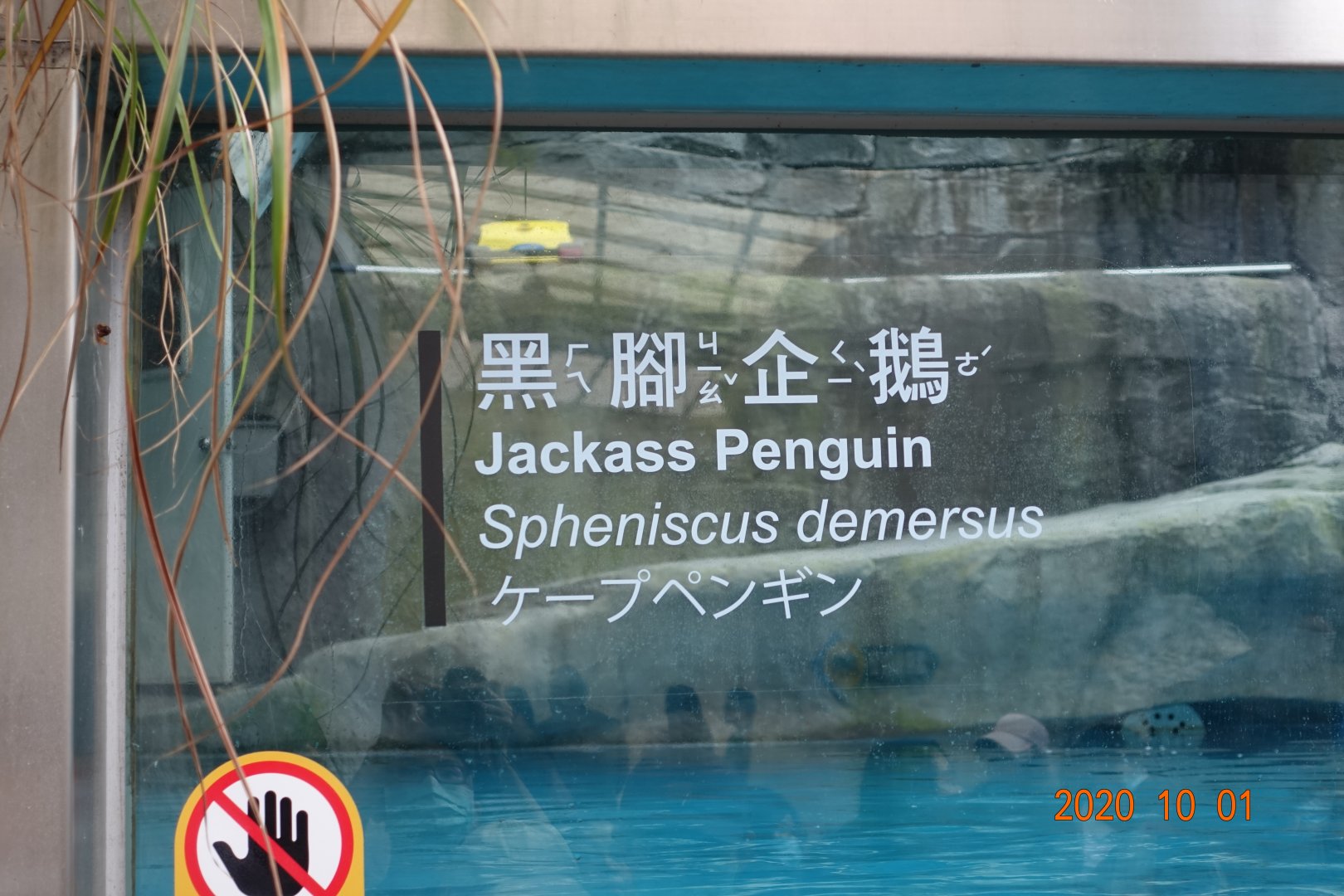 African Penguin (Spheniscus demersus)