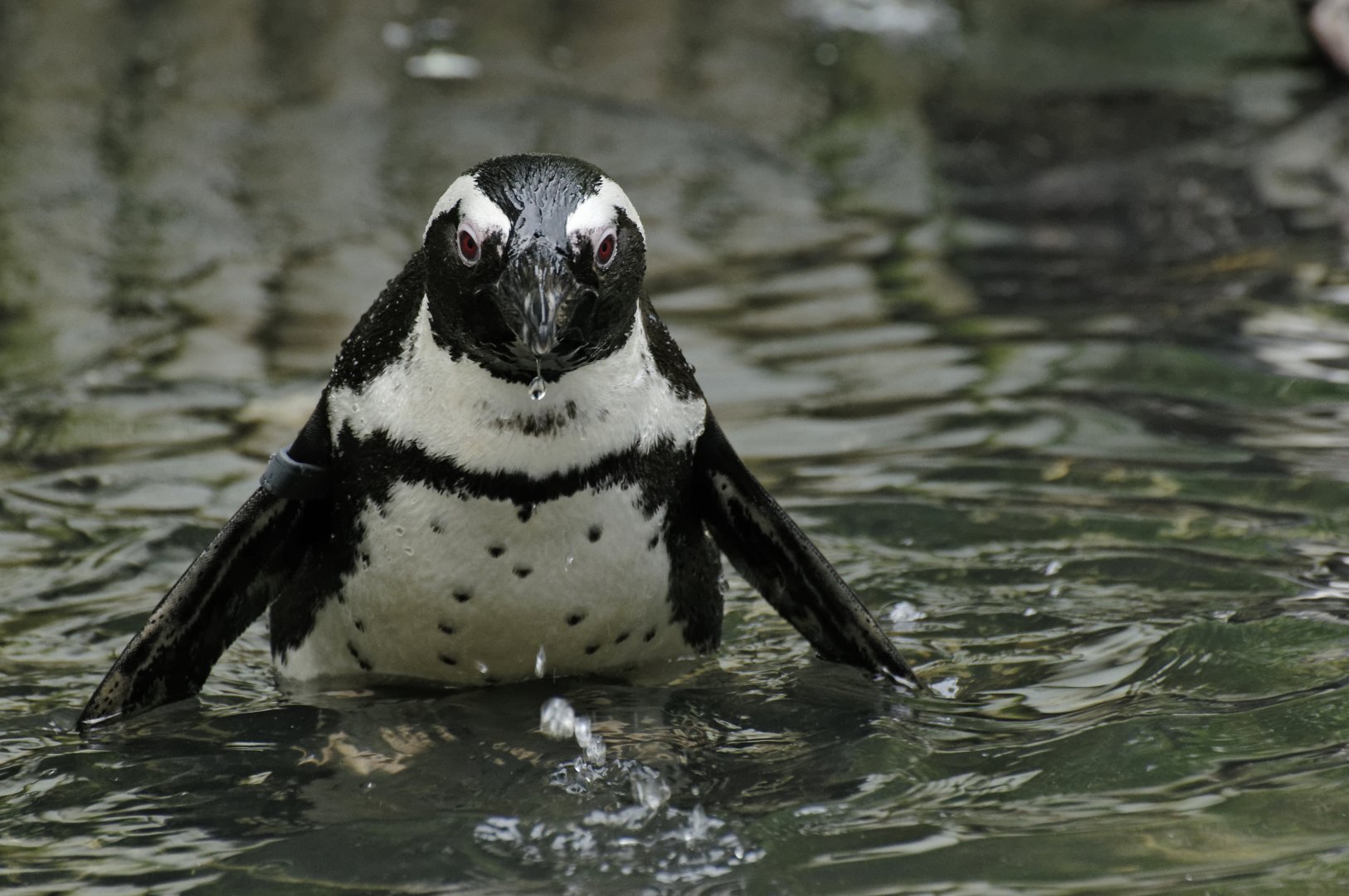 African penguin (Spheniscus demersus)