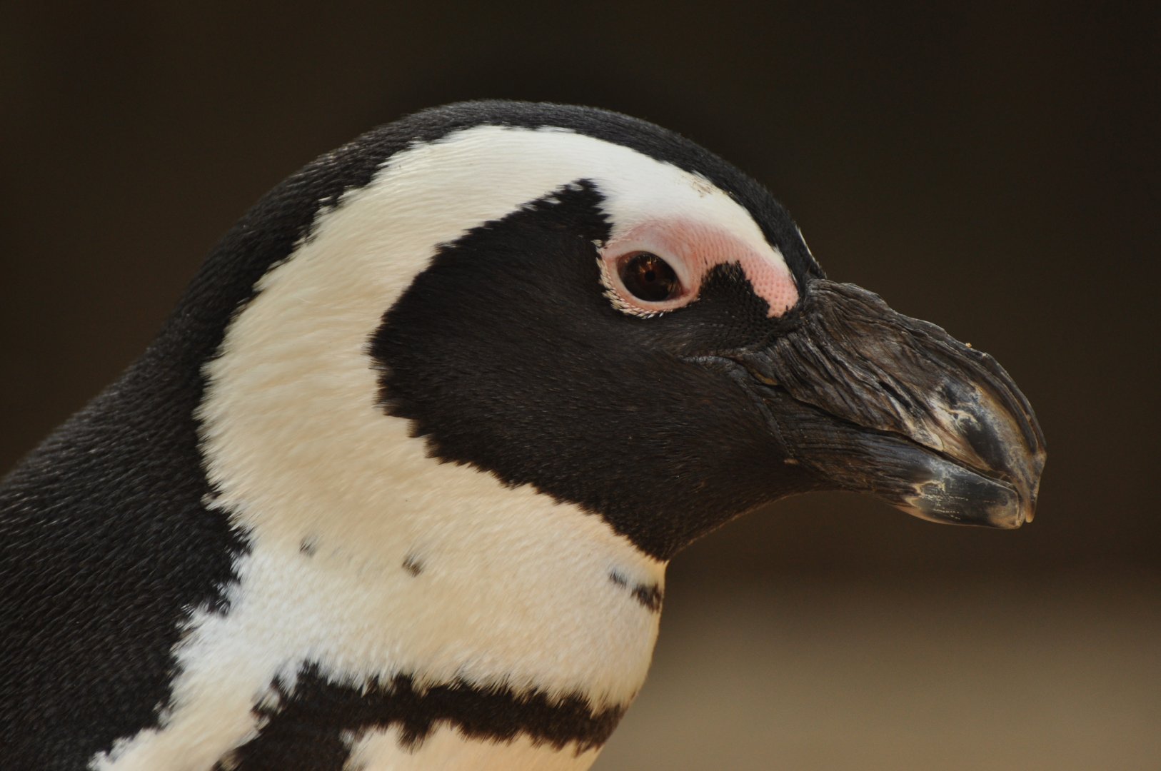 African penguin (Spheniscus demersus)