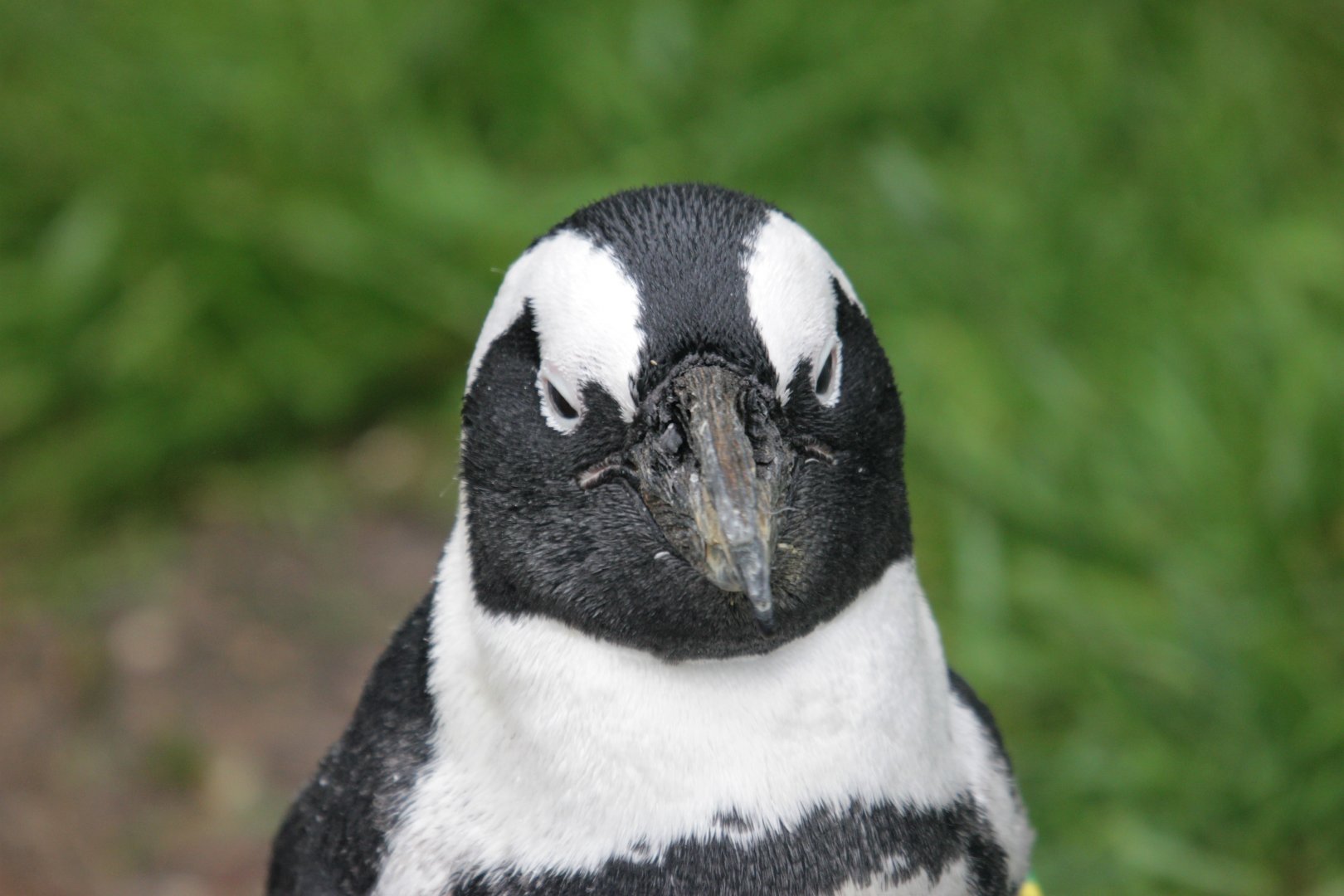 African penguin (Spheniscus demersus).