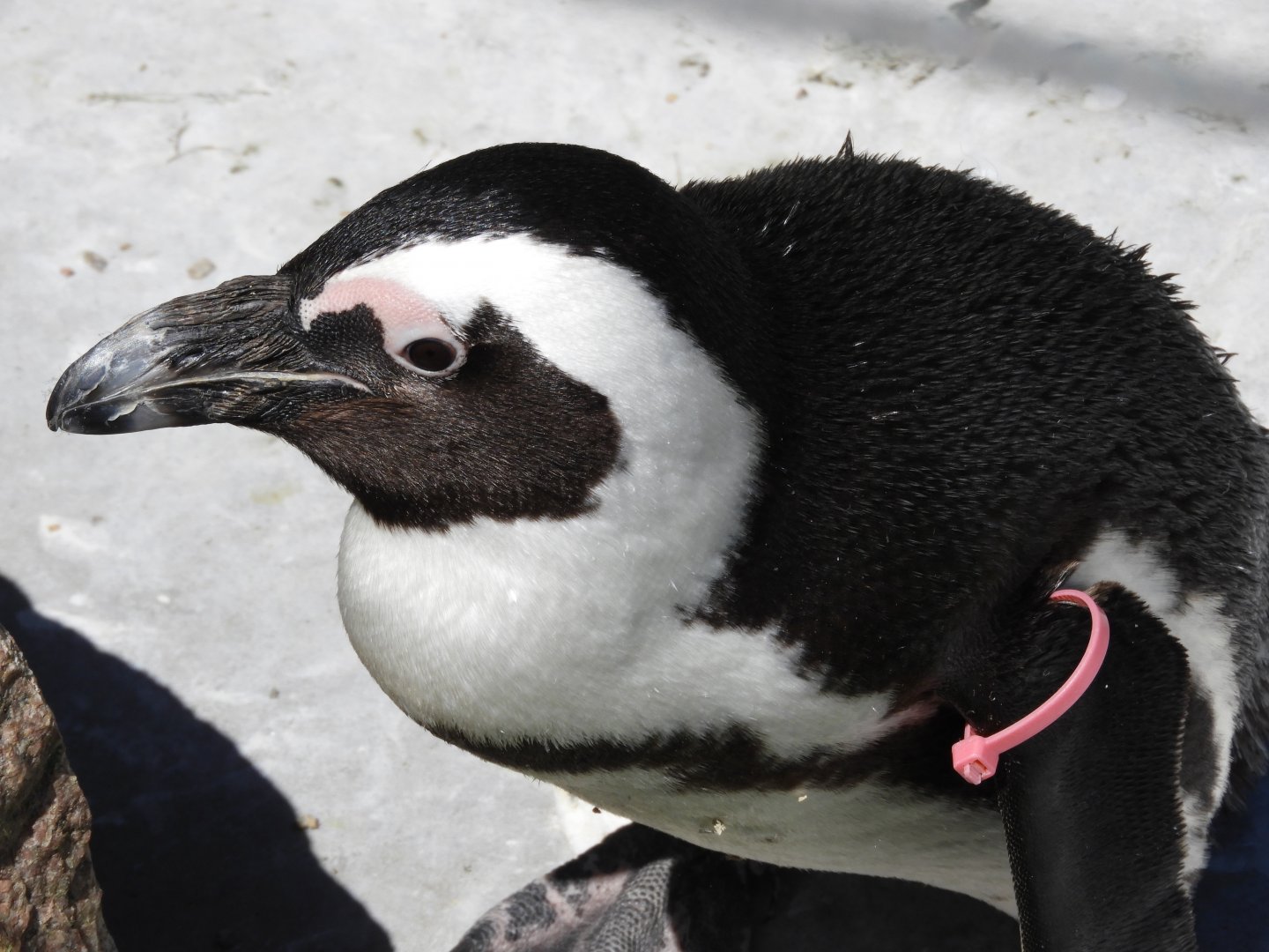 African Penguin (Spheniscus demersus)