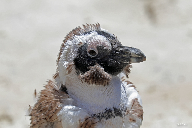 African penguin (Spheniscus demersus)