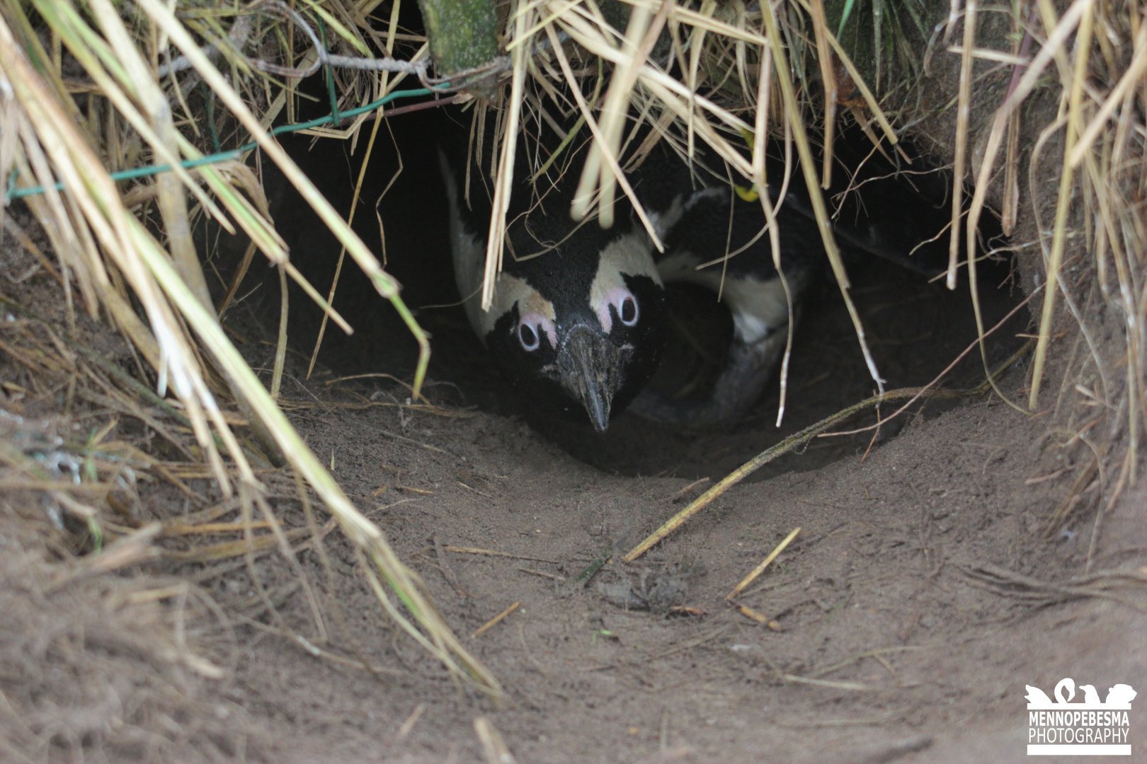 African penguin (Spheniscus demersus)