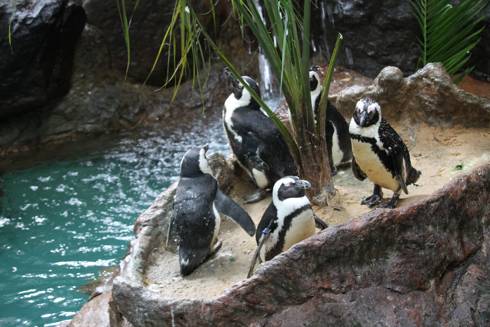 African Penguin (Spheniscus demersus)