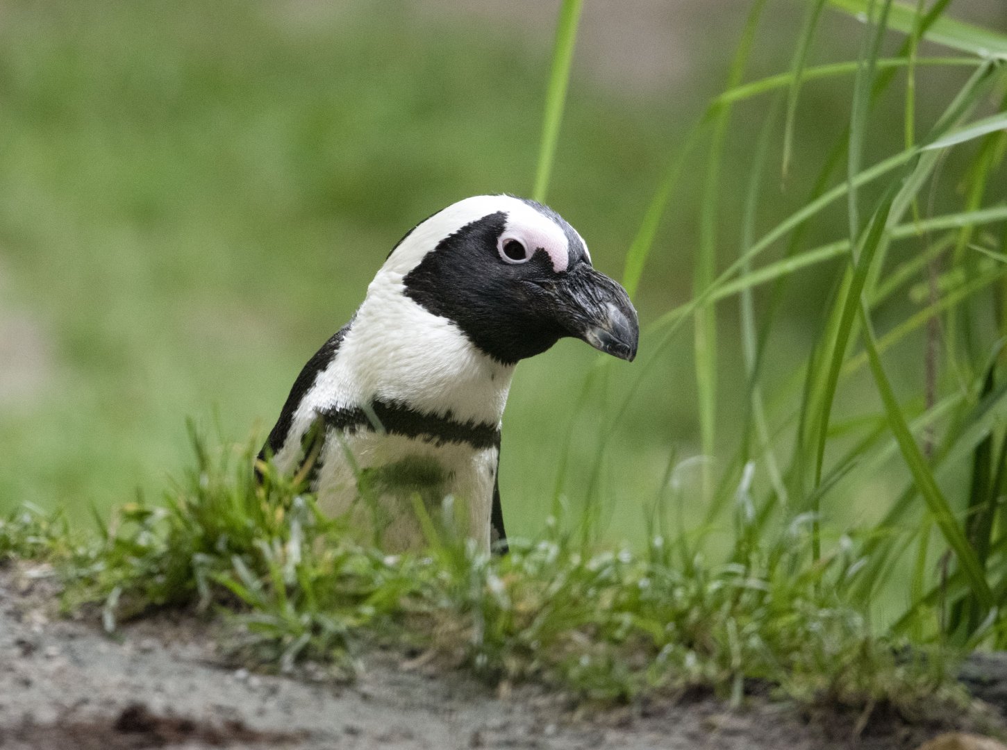 African penguin (Spheniscus demersus)