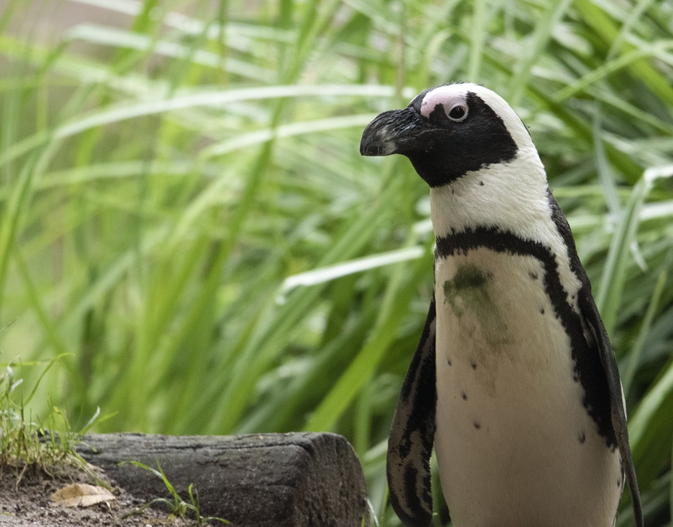 African penguin (Spheniscus demersus)