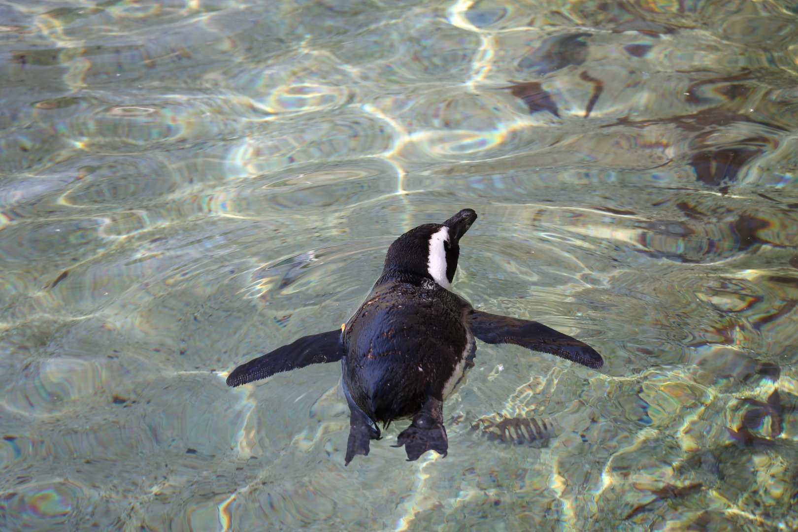 African penguin (Spheniscus demersus)