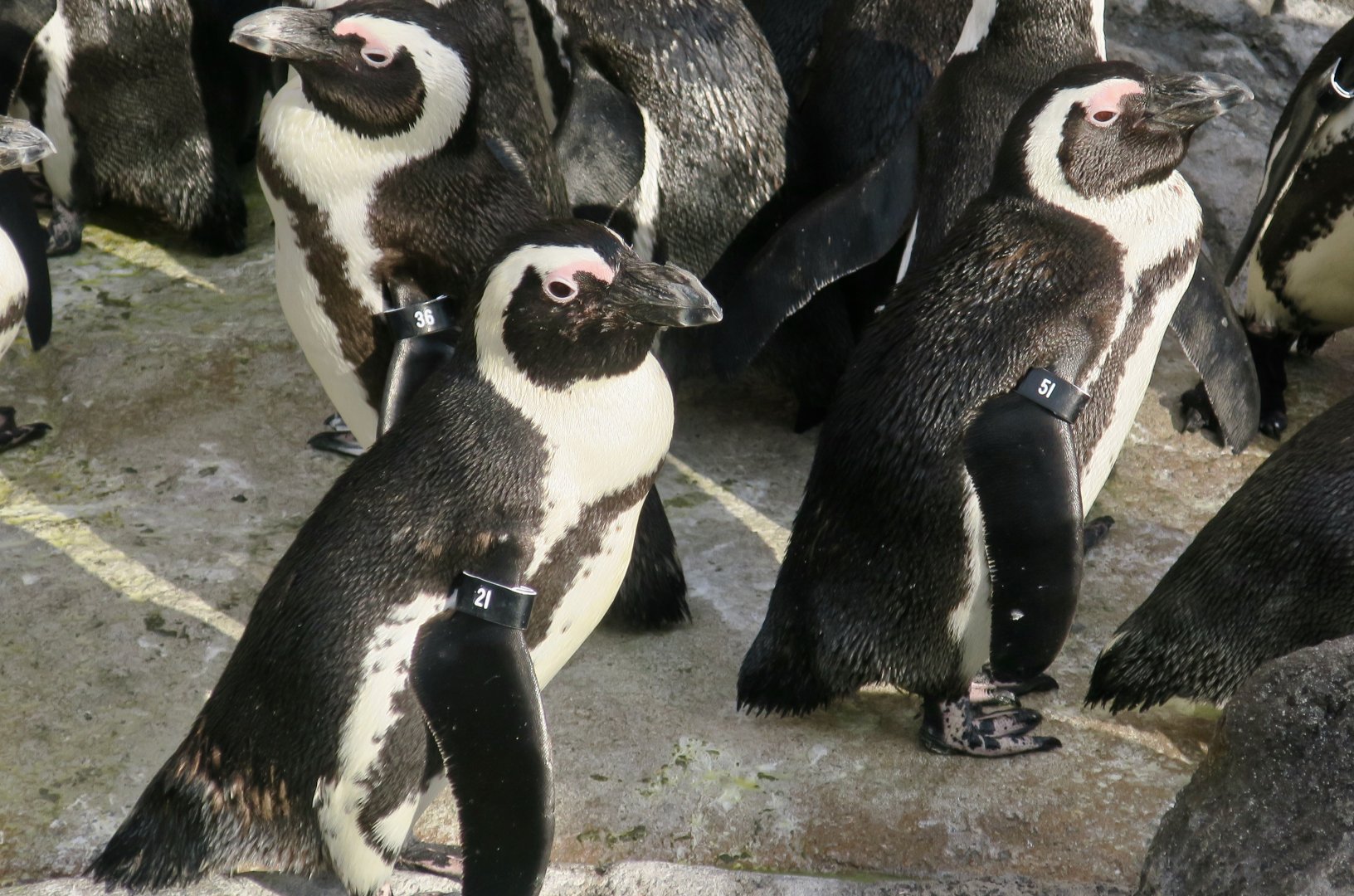 African Penguin (Spheniscus demersus)
