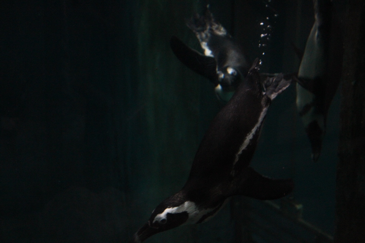 African penguin (Spheniscus demersus)