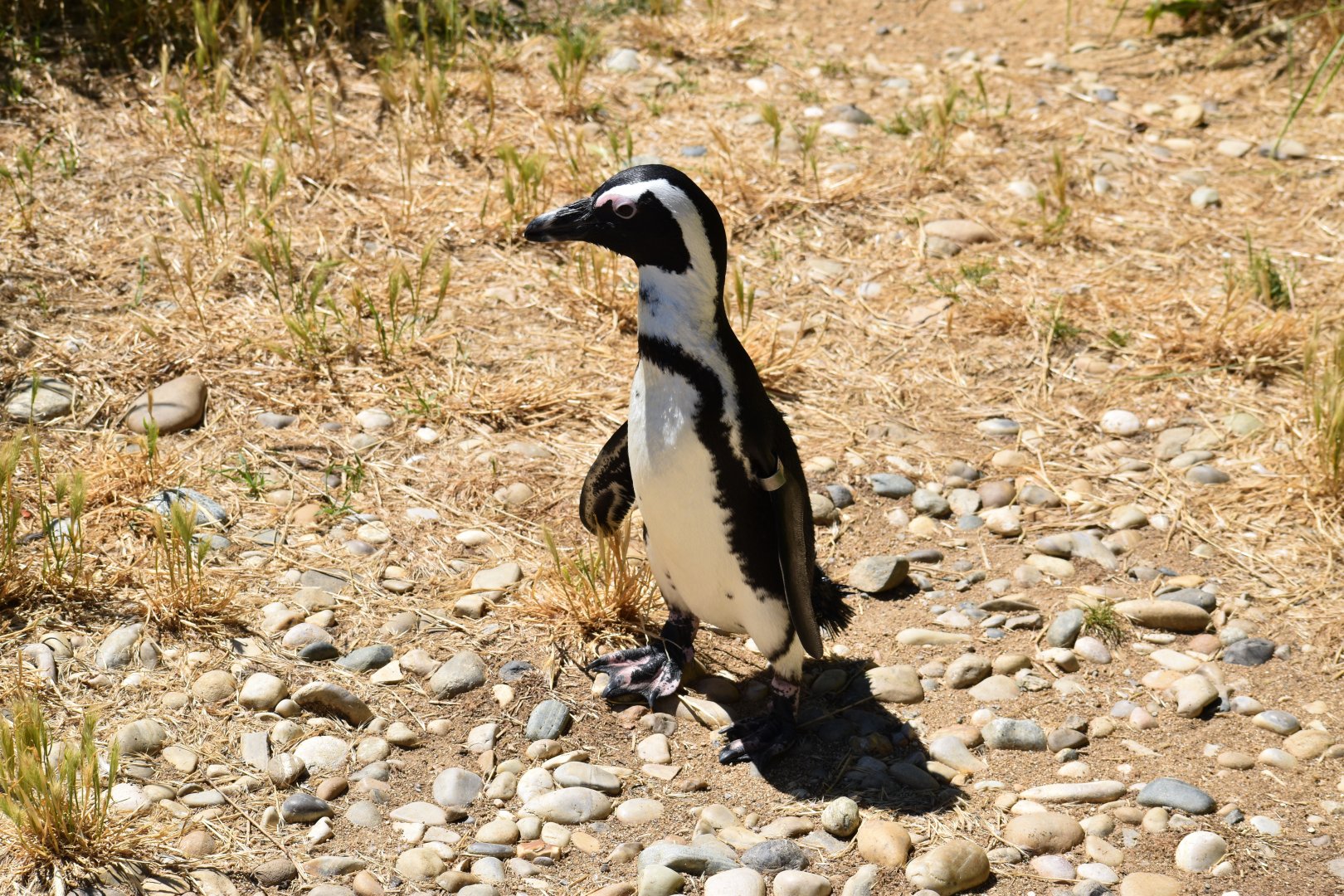 African penguin (Spheniscus demersus)