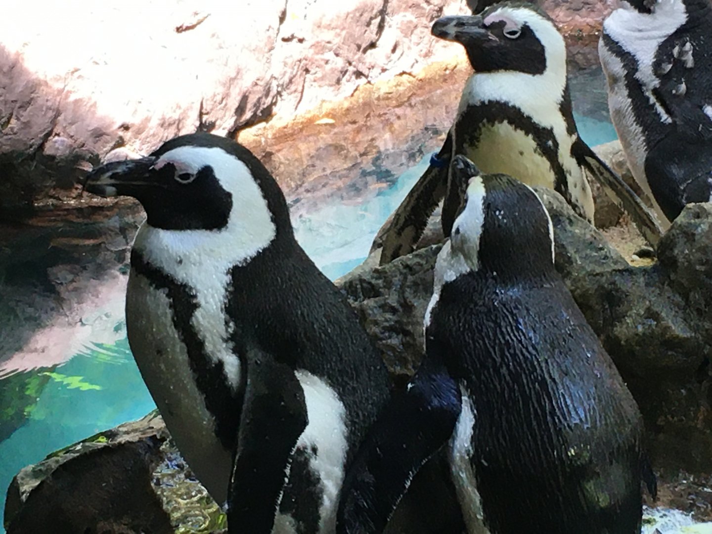 African Penguin (Spheniscus demersus)