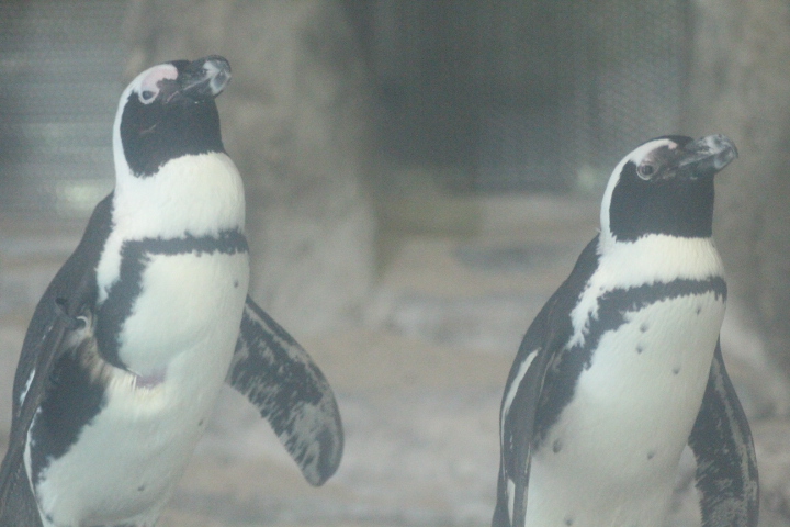 African penguin (Spheniscus demersus)