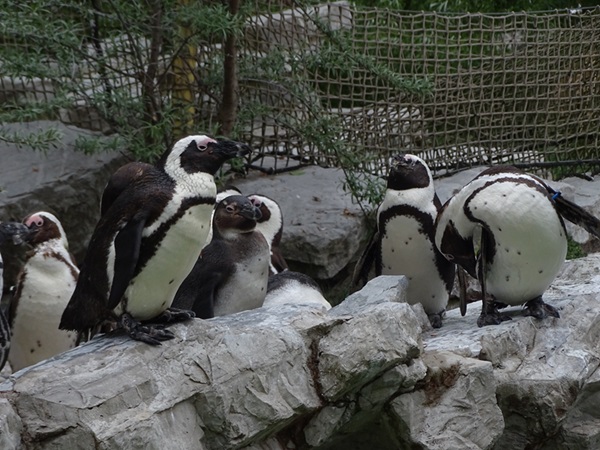 African penguin (Spheniscus demersus)