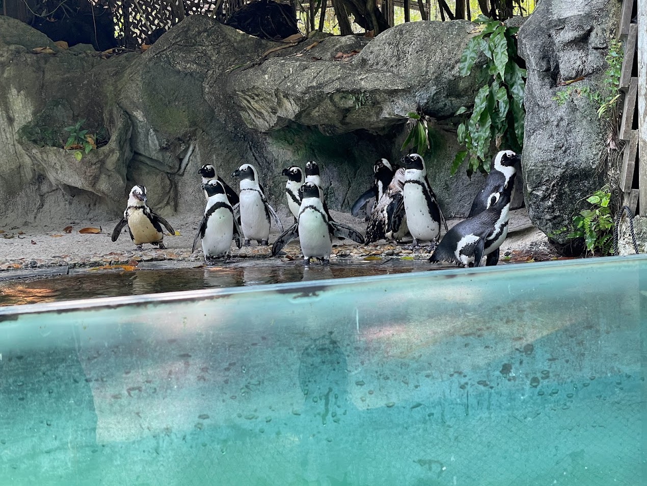 African Penguin (Spheniscus demersus)