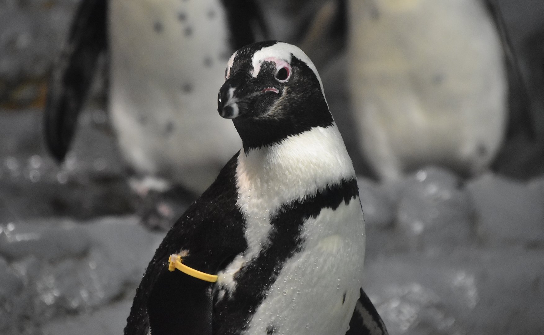 African Penguin (Spheniscus demersus)
