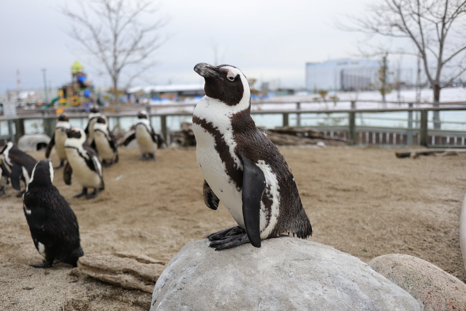 African Penguin (Spheniscus demersus)