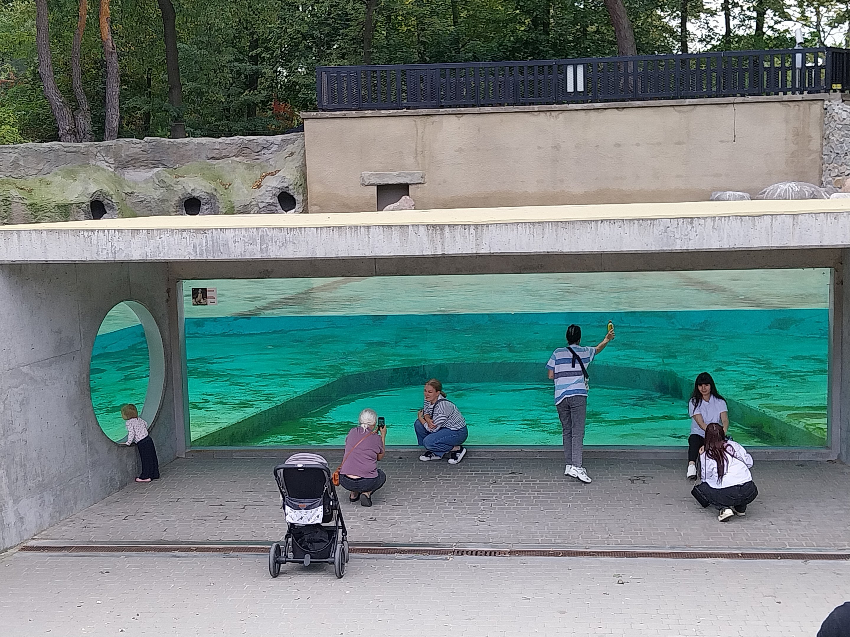 African penguin (Spheniscus demersus)