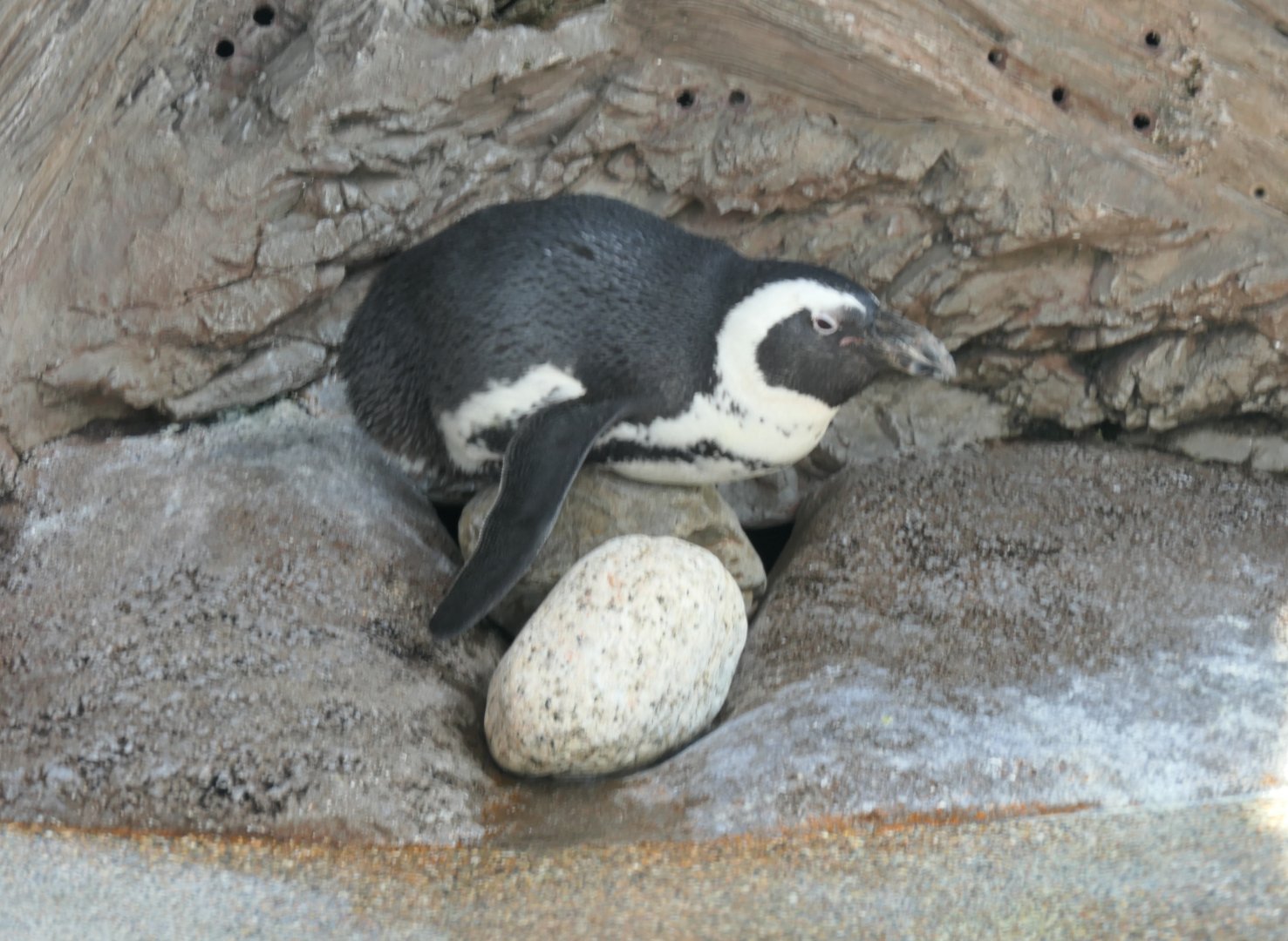 African Penguin (Spheniscus demersus)