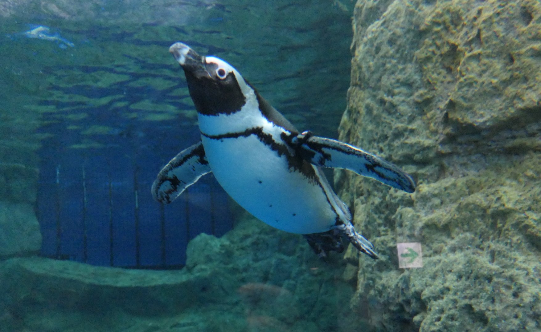 African Penguin (Spheniscus demersus)