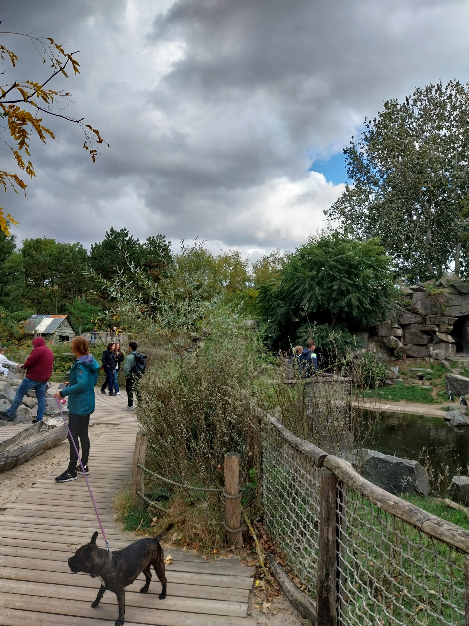 African penguin (Spheniscus demersus)