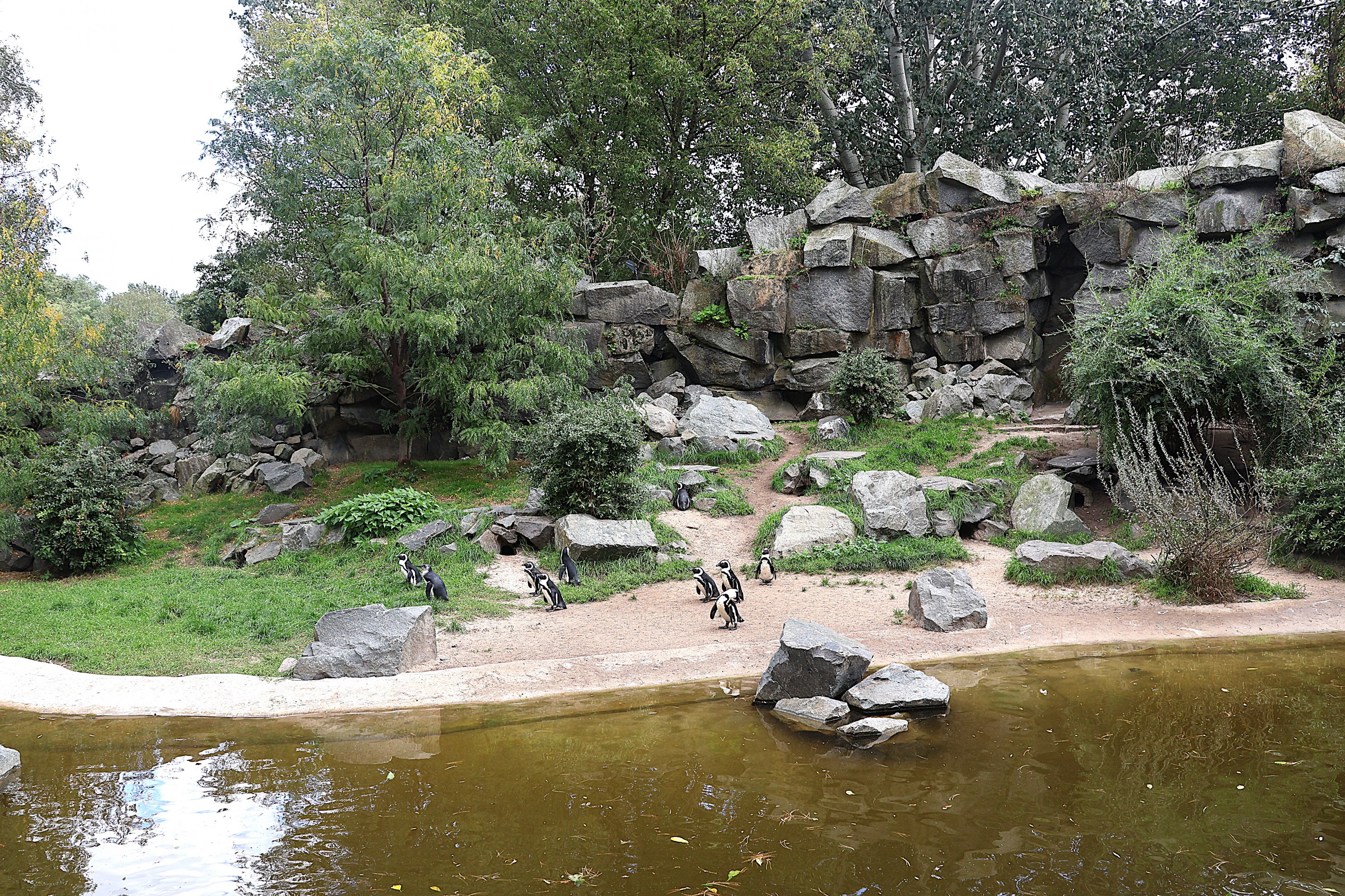 African penguin (Spheniscus demersus)