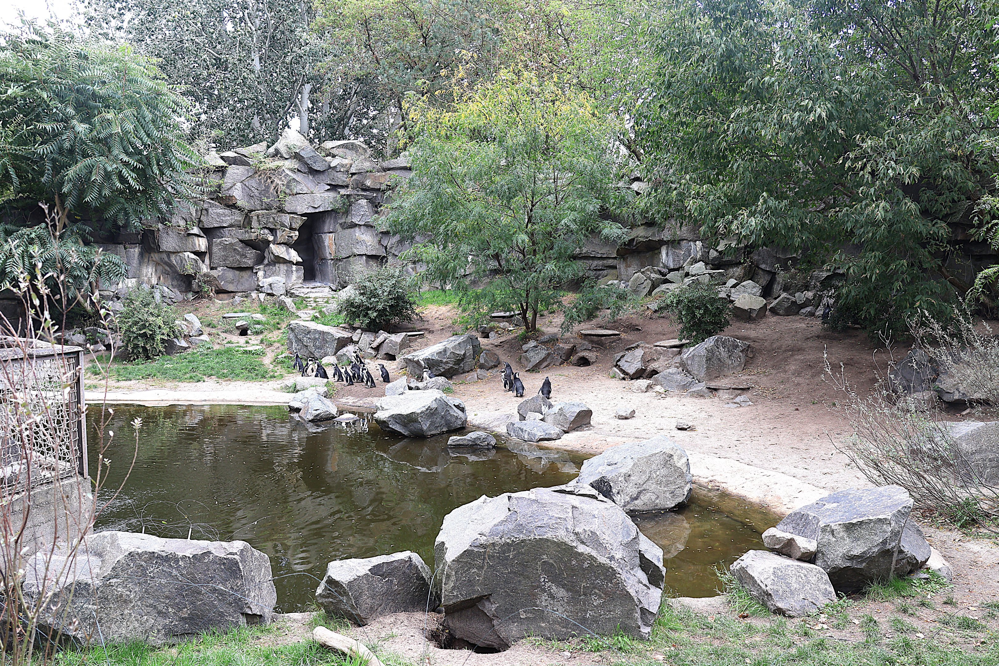 African penguin (Spheniscus demersus)