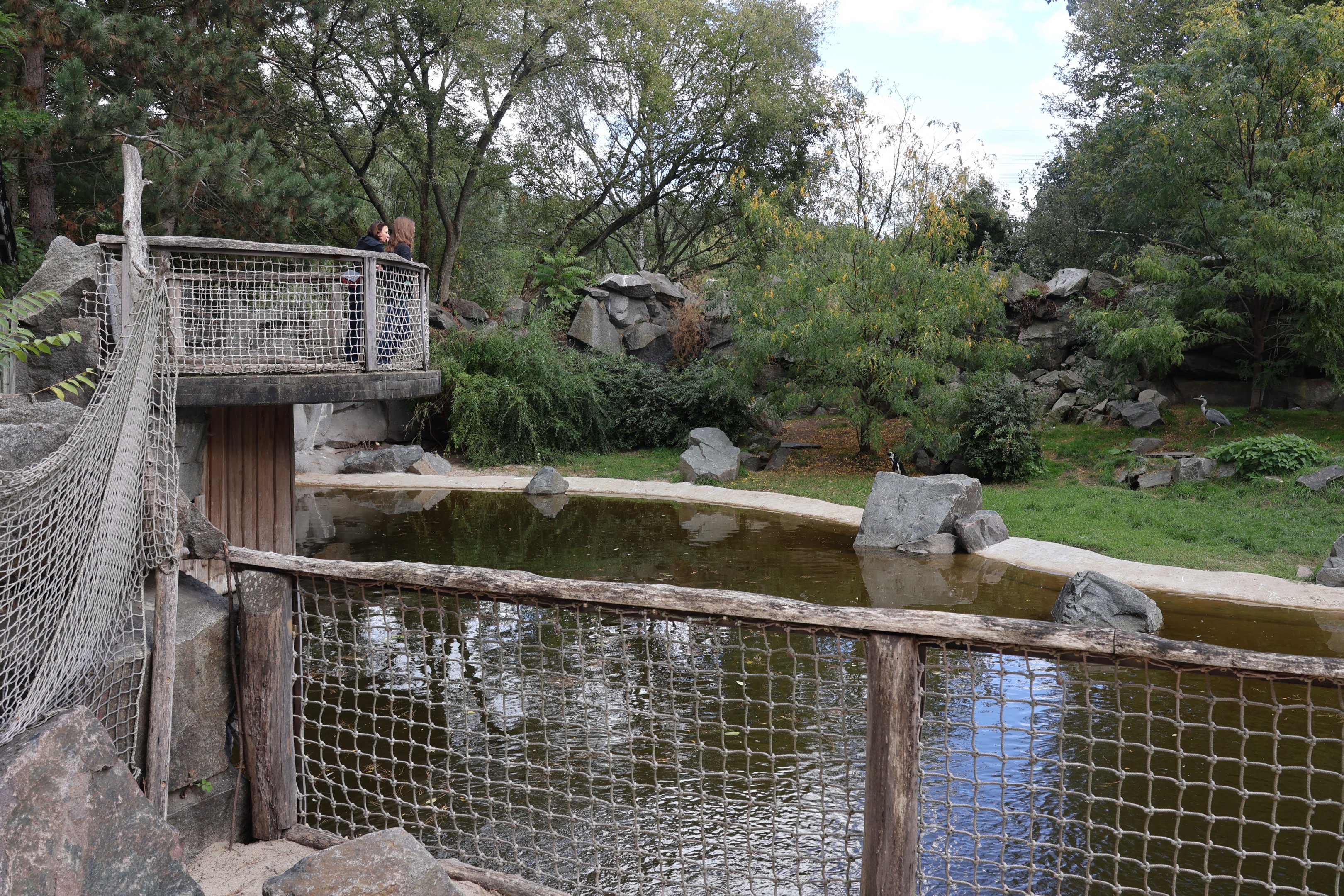 African penguin (Spheniscus demersus)
