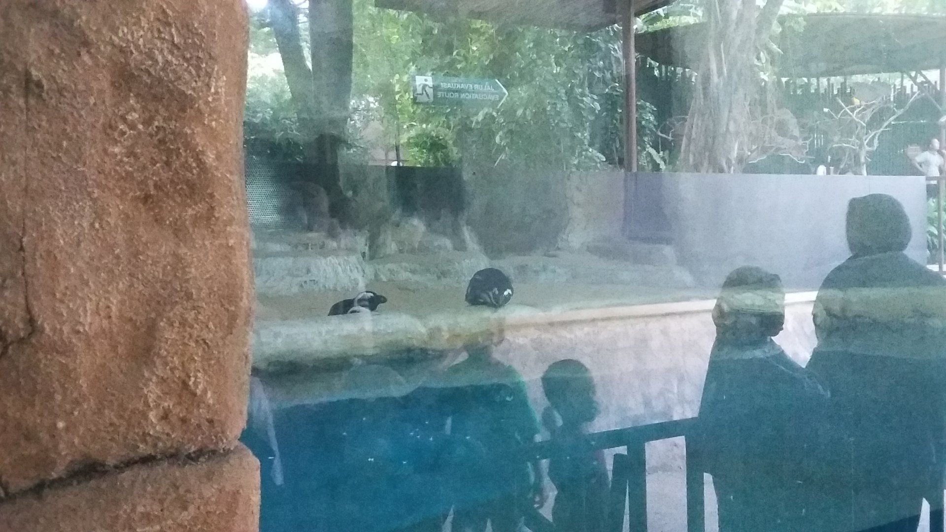 African penguin (Spheniscus demersus)