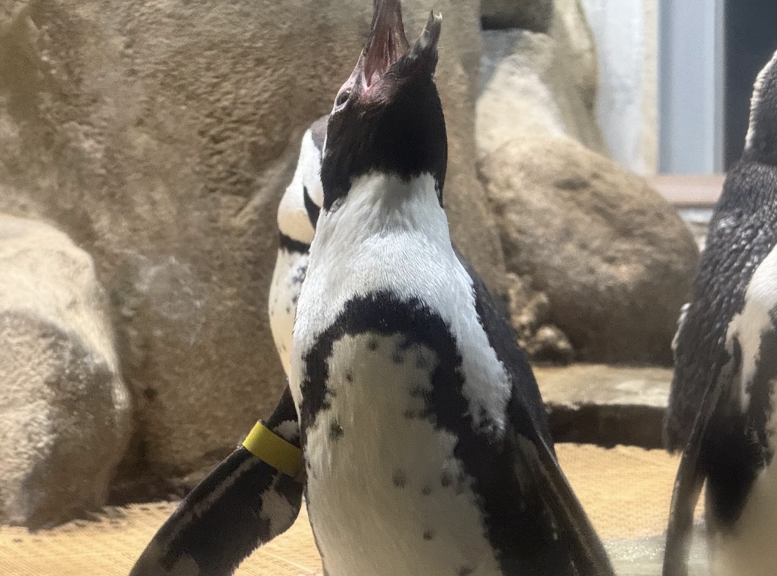 African Penguin (Spheniscus demersus)
