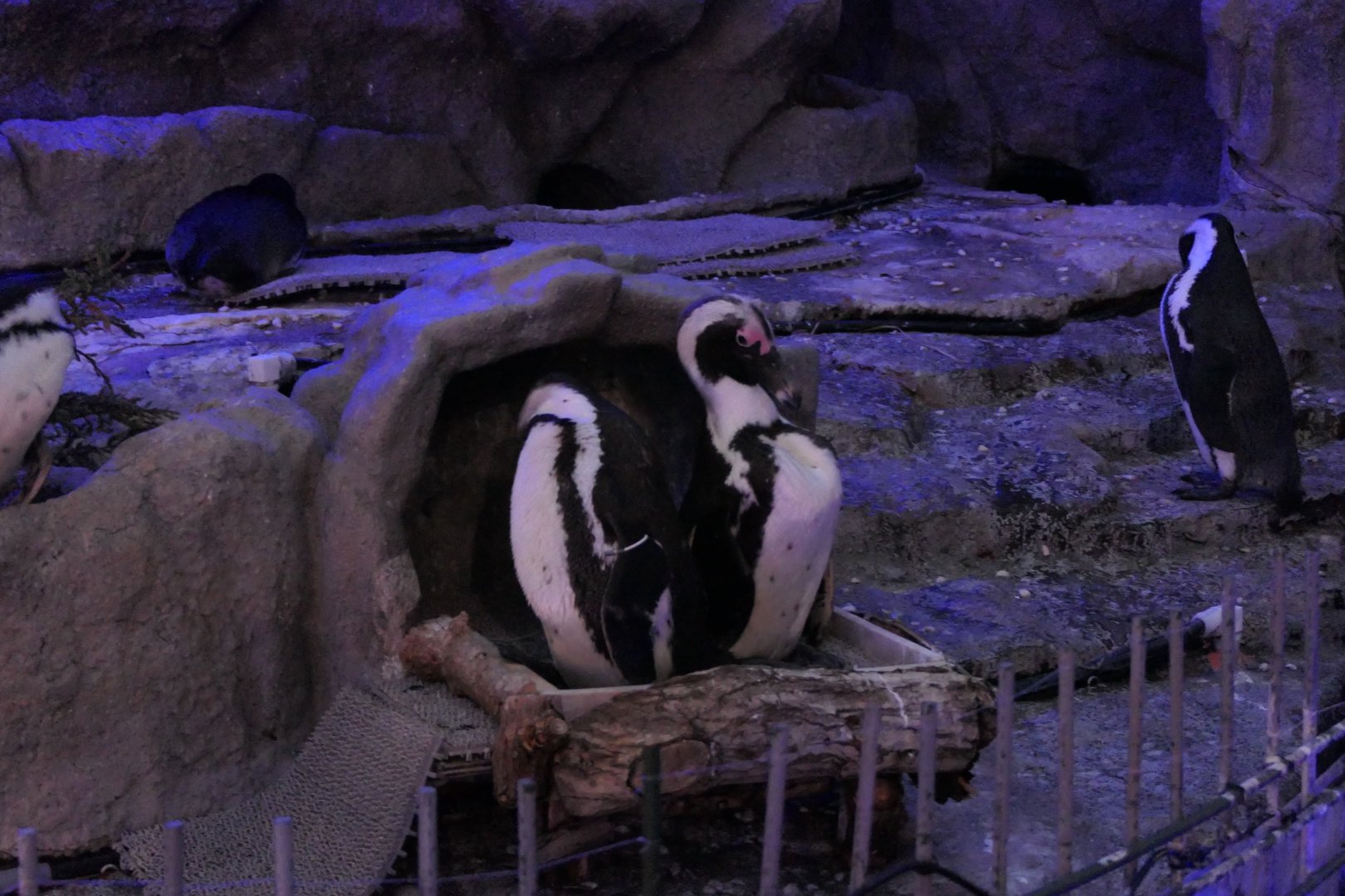 African Penguin (Spheniscus demersus)