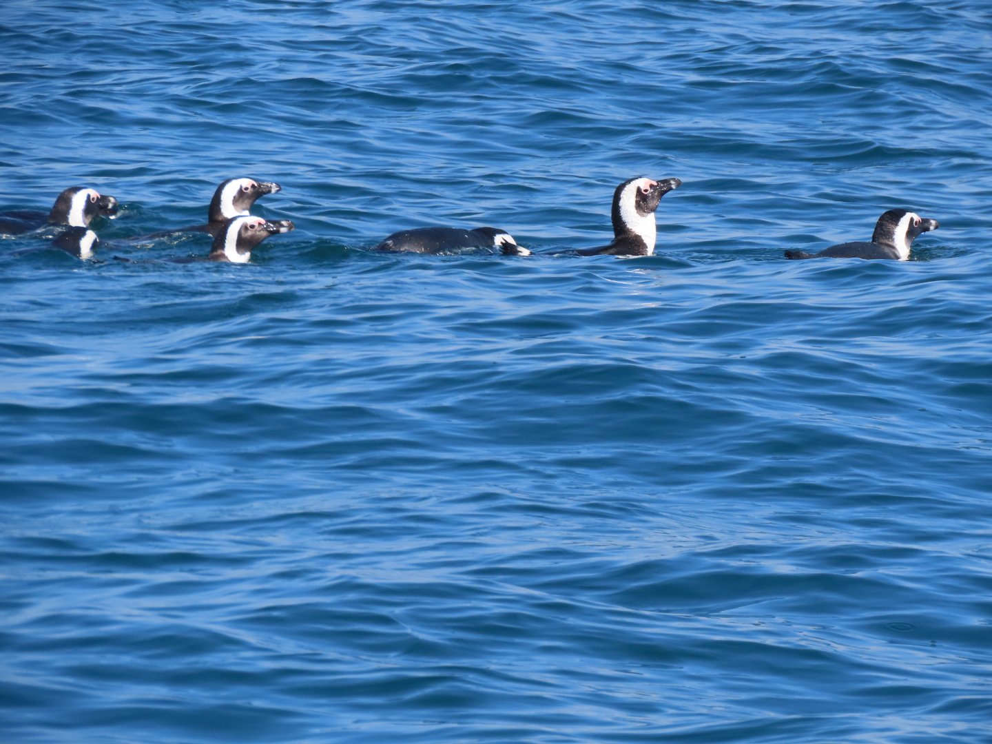 African penguin(Spheniscus demersus)