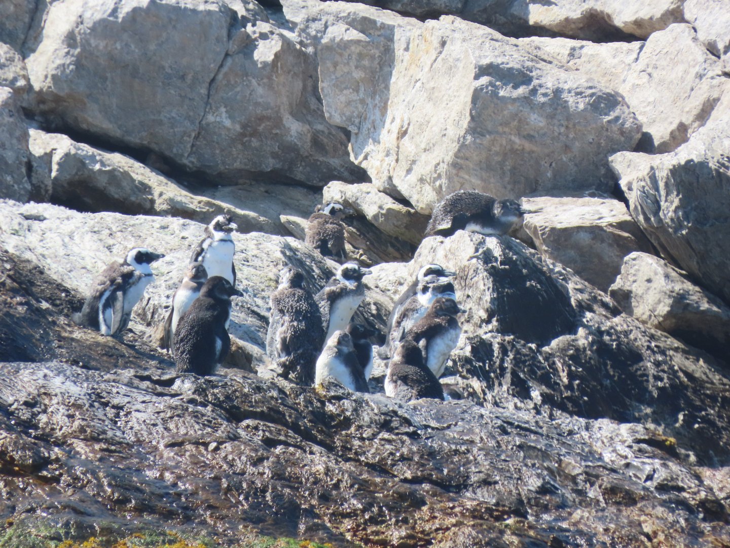 African penguin(Spheniscus demersus)