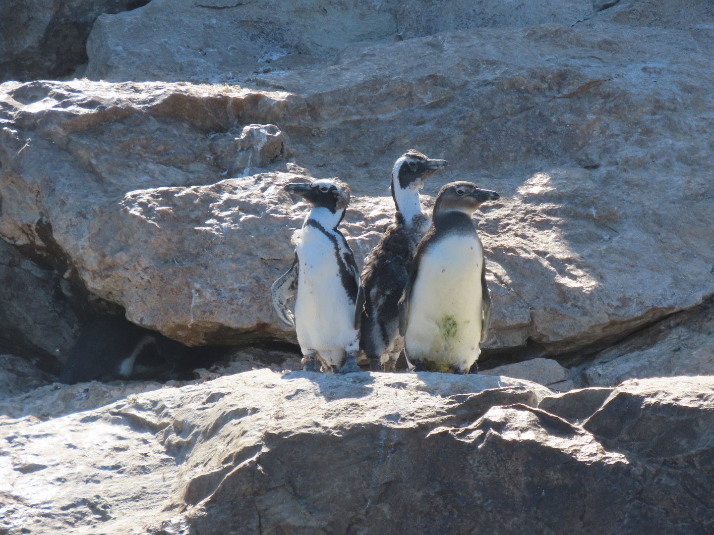 African penguin(Spheniscus demersus)