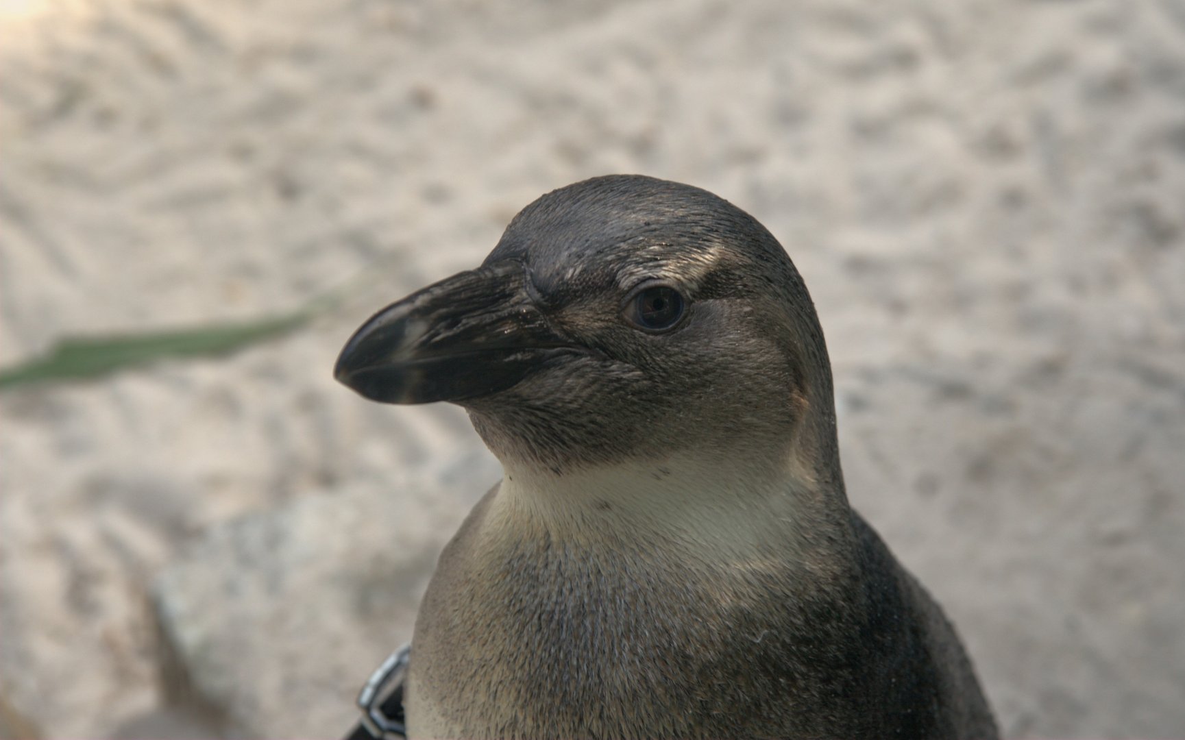 African Penguin (Spheniscus demersus)