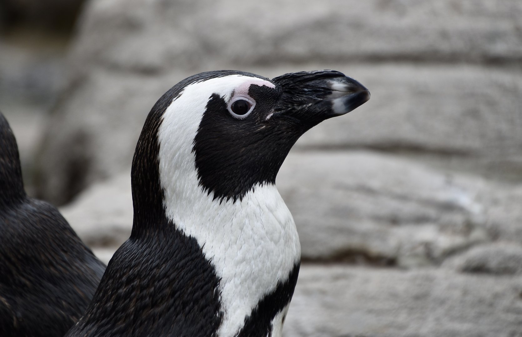 African Penguin (Spheniscus demersus)
