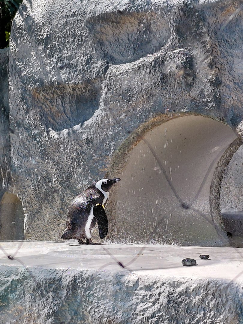 African Penguin (Spheniscus demersus)