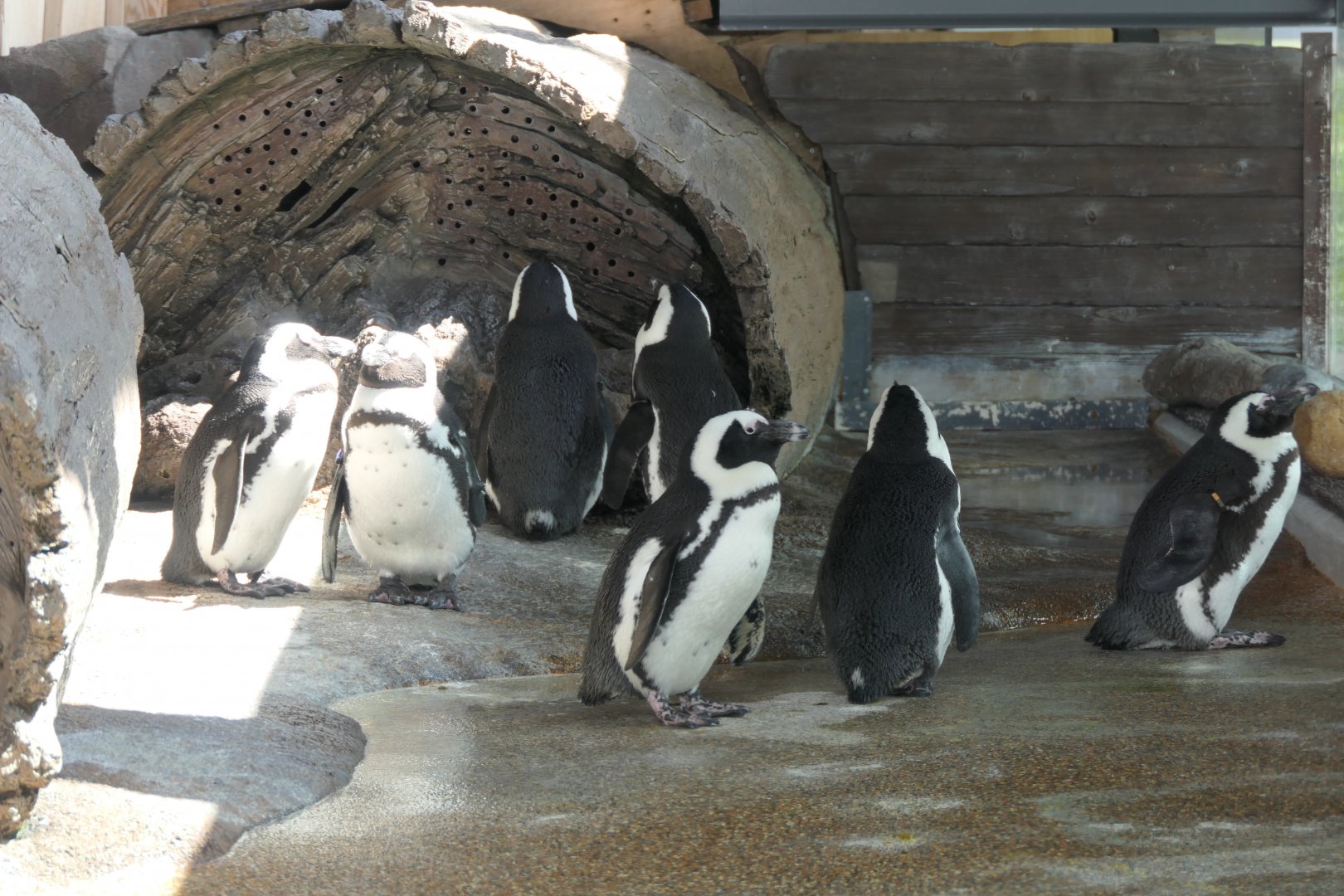 African Penguin (Spheniscus demersus)