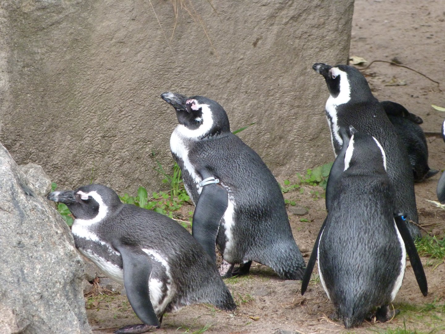 African penguin -Tierpark Berlin (2024)