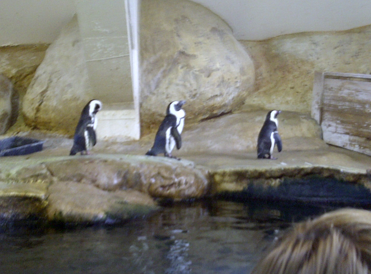 African Penguin Trio