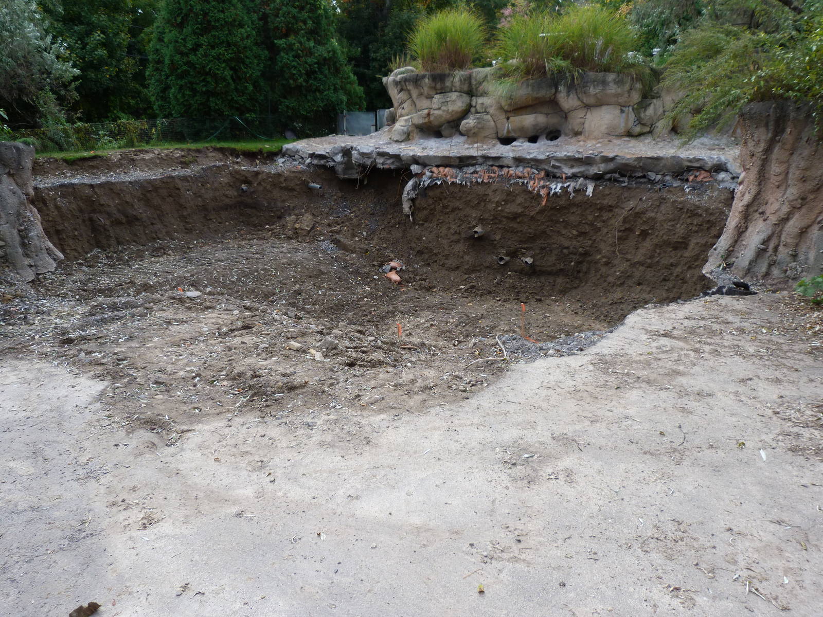 African Penguin Under Construction