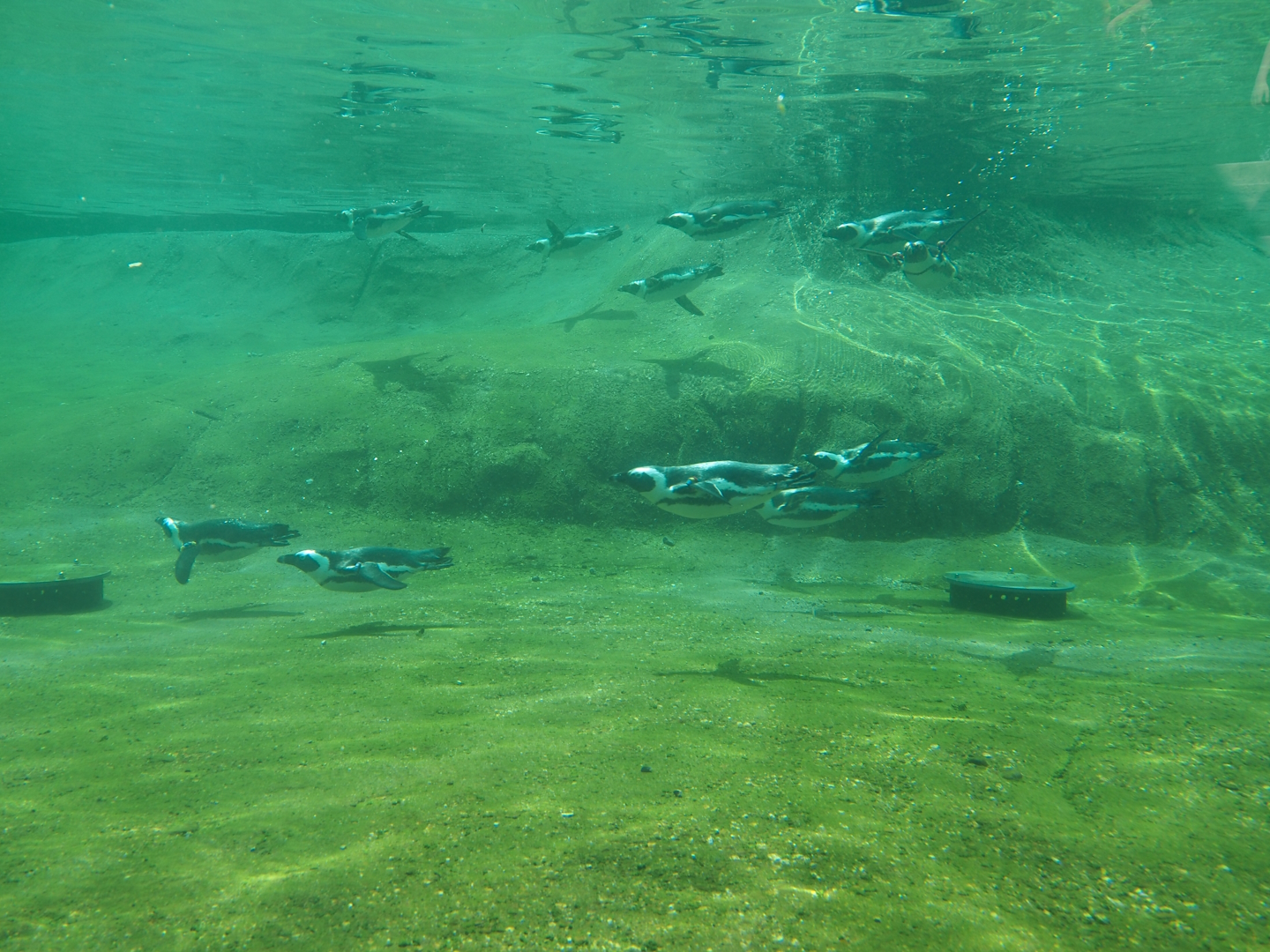African penguin underwater view with diving penguins, 2024-08-05